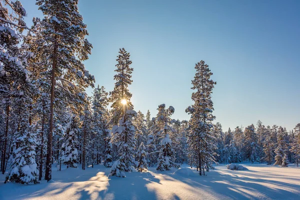 Soliga vinterlandskapet med vacker snö täckt träd — Stockfoto