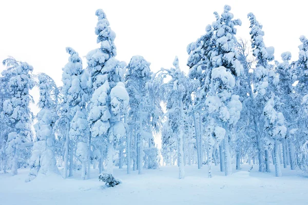 Snöig skog efter snöstorm, fryst träd och en massa snö — Stockfoto