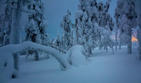 Noite de Inverno na floresta congelada após nevasca de neve — Fotografia de Stock