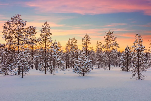 Majestätiska vinterlandskap - sundown, skog, träd och snö — Stockfoto