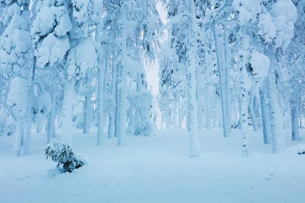 Invierno árboles congelados en el bosque - mucha nieve después de la ventisca — Foto de Stock