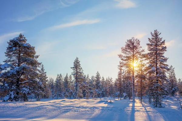 Pôr do sol dourado de inverno - natureza do norte — Fotografia de Stock