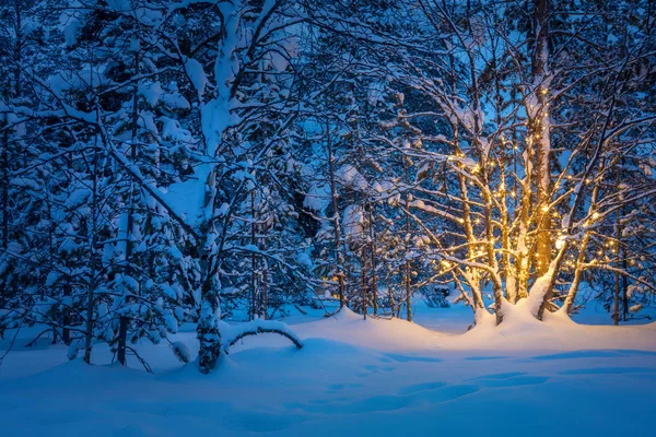 Albero con ghirlanda luci calde nella foresta invernale nevosa di notte — Foto Stock