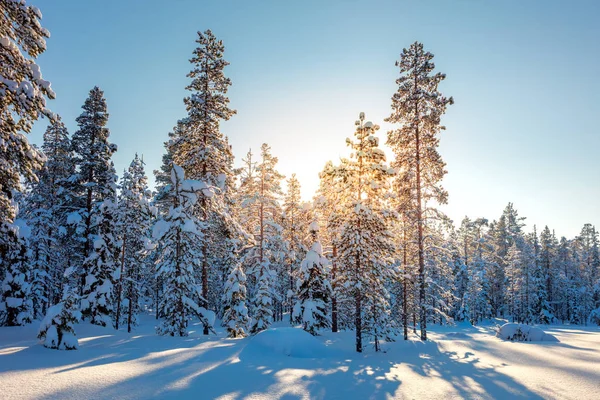 Vinter snöiga skogen och solljus — Stockfoto