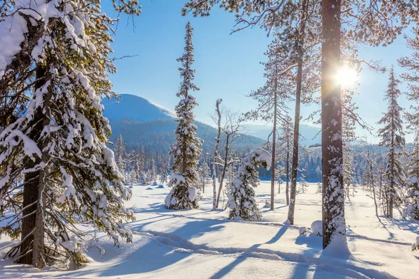 Erstaunliche Winter sonnige Landschaft Tapete — Stockfoto