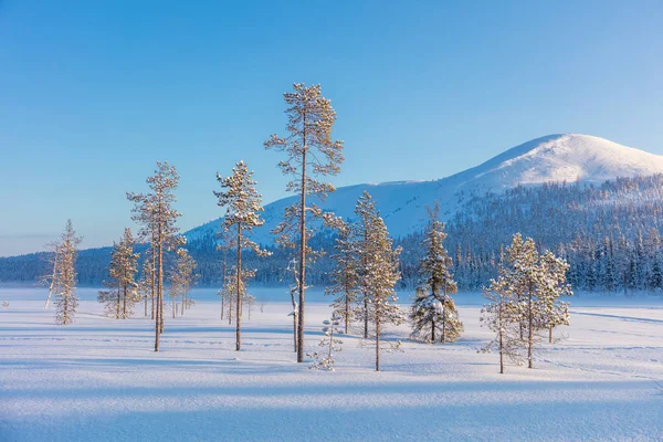 北方的冬天景观-松树、 森林和山 — 图库照片