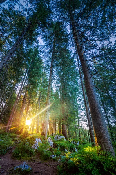 Floresta Silenciosa Selvagem Com Belos Raios Sol Reais Brilhantes Verticais — Fotografia de Stock