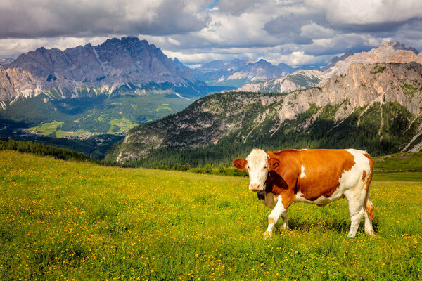 Farmland Landscape with Cow in the Alps Mountains, Producing of famous eco milk