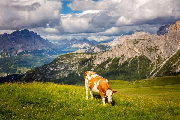 Φυσικό Τοπίο Farmland Αγελάδα Στις Άλπεις Βουνό Παραγωγή Του Διάσημου — Φωτογραφία Αρχείου