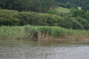 Güzel nehir manzarası
