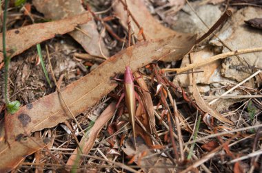 Derma grasshoper ormanda