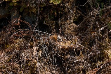 ağaç orman kuzeyinde Galiçya