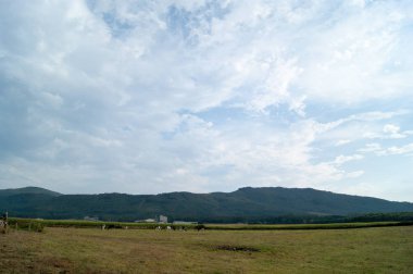 İnek kırsal manzara 