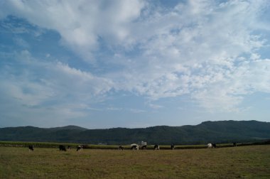 İnek kırsal manzara 