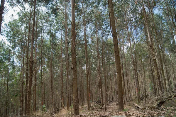 Okaliptüs ormanı bulunan Galiçya