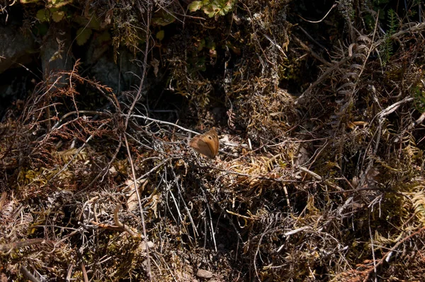 ağaç orman kuzeyinde Galiçya