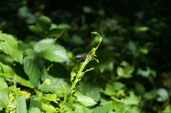 yusufçuk bir bitki üzerinde