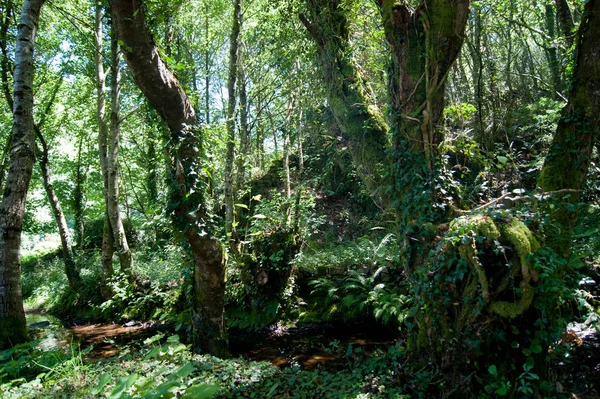 北ガリシアでの木の森 — ストック写真