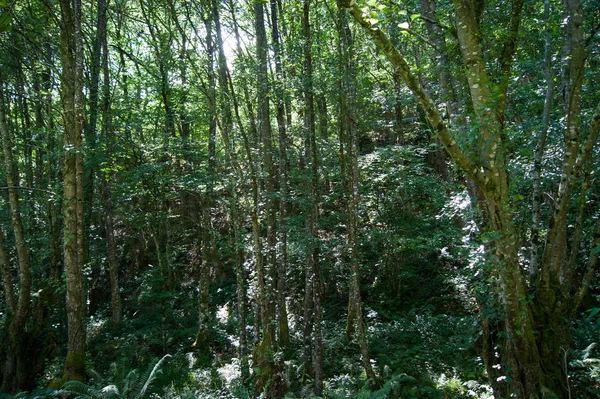 Деревний ліс в Новій Галісії — стокове фото