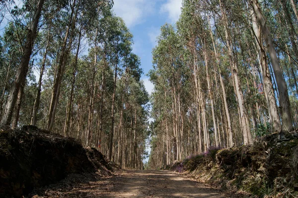 Sentiero nella foresta di Eucalipto Foto Stock Royalty Free
