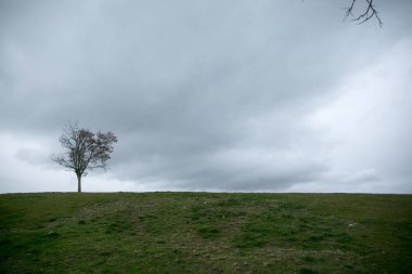Bulutlu gökyüzü ile ağacı