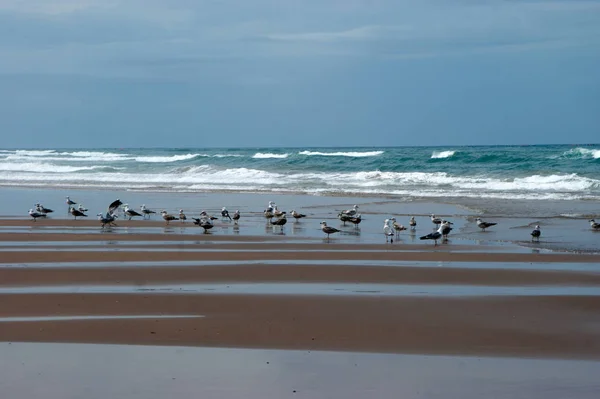 Gaviotas en la playa — Foto de Stock