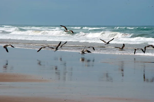 Gaviotas en la playa — Foto de Stock