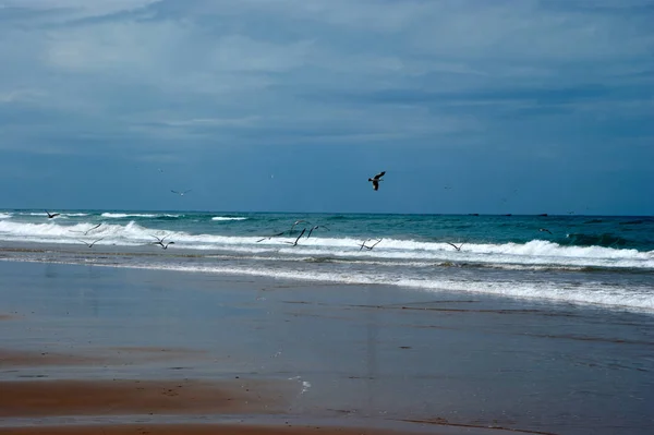 Gaviotas en la playa — Foto de Stock