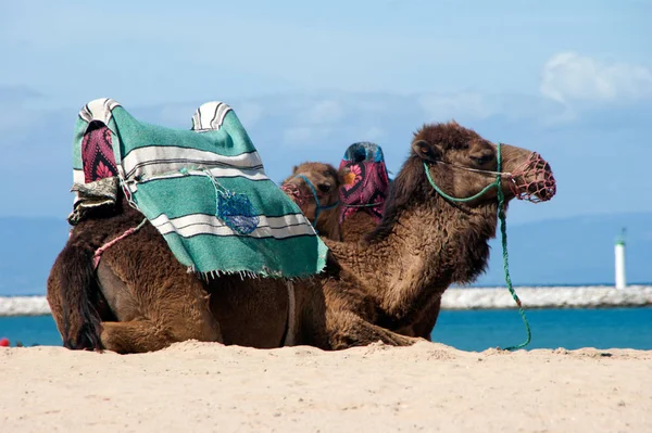 Cammelli nella spiaggia di Tangeri, Marocco Foto Stock