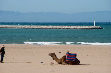 Camel Beach