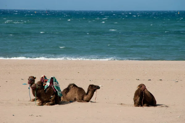 骆驼在海滩 — 图库照片