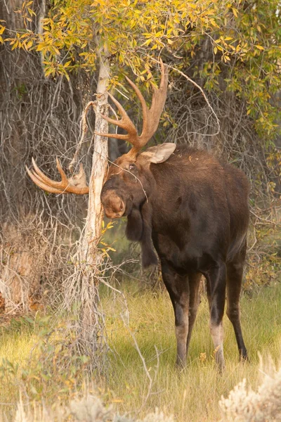 En bull moose gnugga hans horn på ett träd — Stockfoto