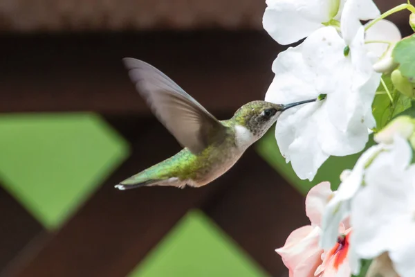 Hummingbird Feeding White Flower — 图库照片