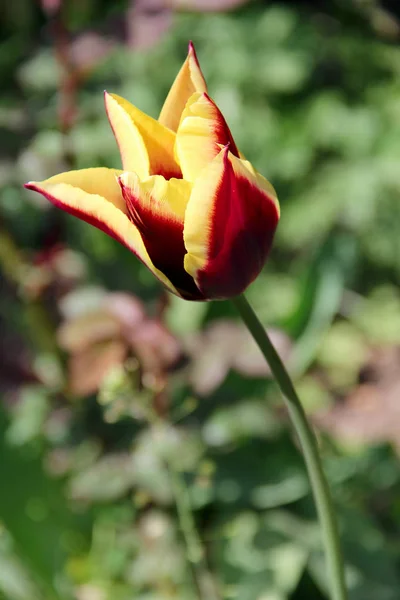 Eine rote gelbe Tulpe. Foto — Stockfoto