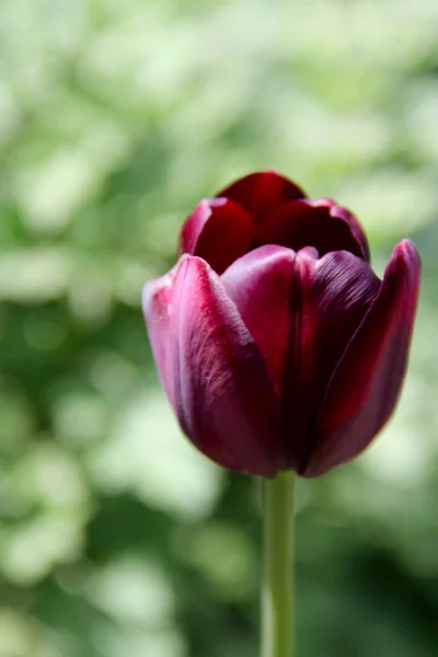 Eine schwarze Tulpe. Foto — Stockfoto