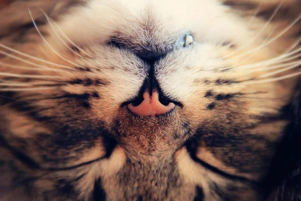 Сплячий смугастий кіт. фотографія — стокове фото