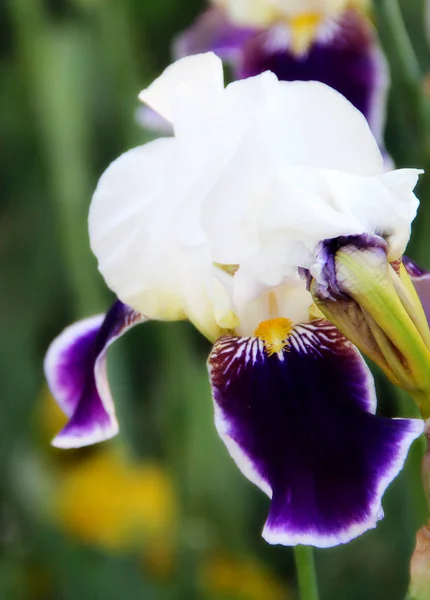 Un gros iris. photo — Photo