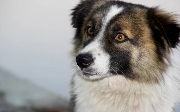 A stray dog. a photo — Stock Photo, Image