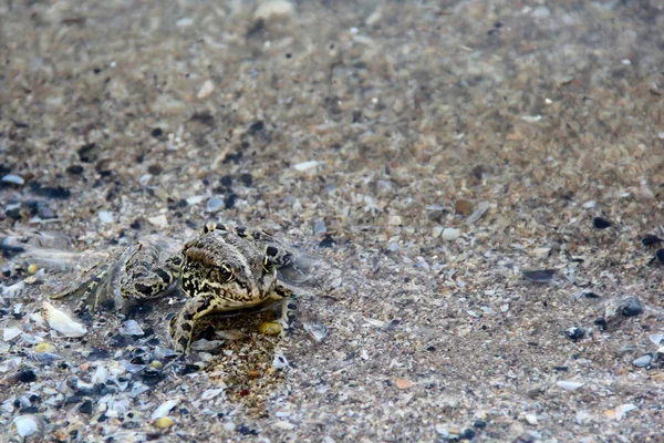 Žába, plovoucí na vodě. Foto — Stock fotografie