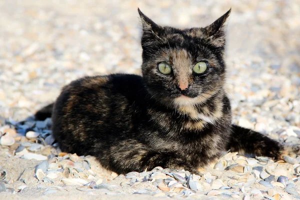 Kucing di pantai. foto — Stok Foto