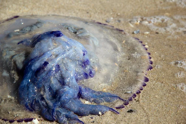 Kwallen op het strand. foto — Stockfoto