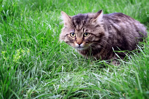 Çizgili kedi. avcı. Fotoğraf — Stok fotoğraf