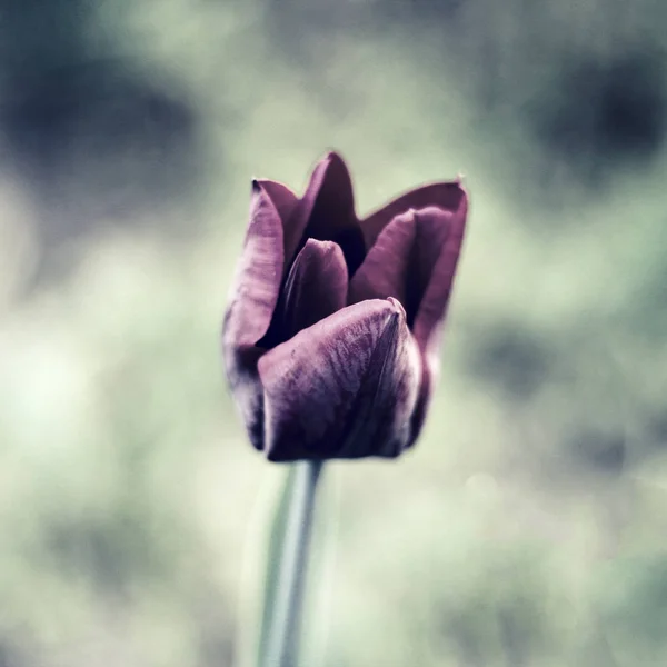 One black tulips. photo. vintage — Stock Photo, Image