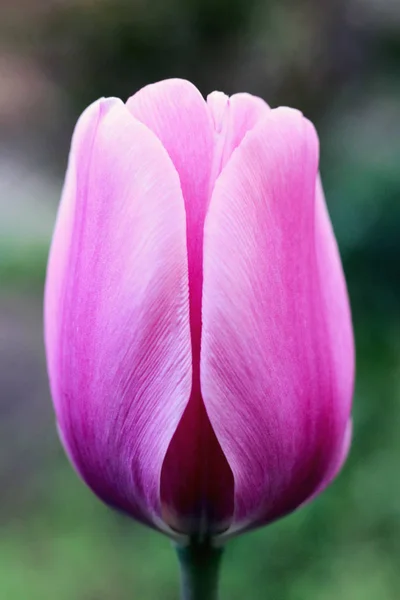 Rosa Tulpe. Foto — Stockfoto