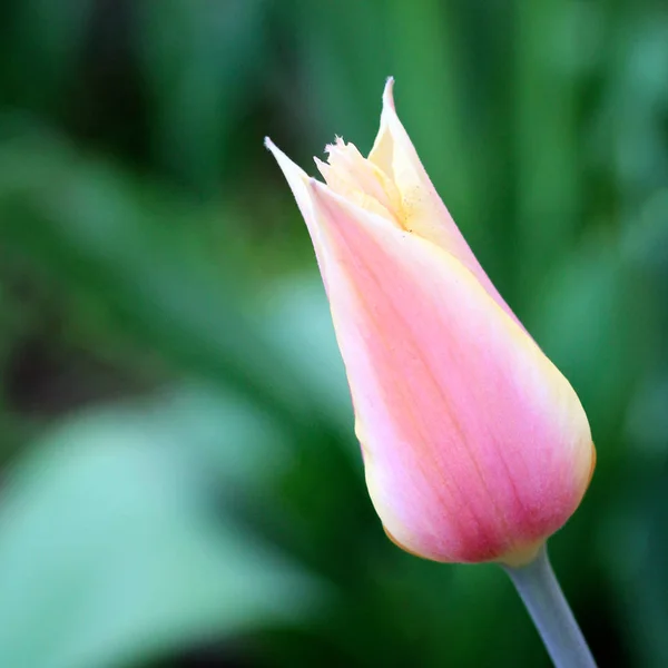 Tulipán amarillo y rosa. foto — Foto de Stock