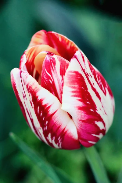 Rote und weiße Tulpe. Foto — Stockfoto