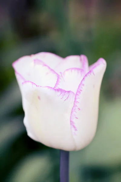 Une tulipe blanche. photo — Photo