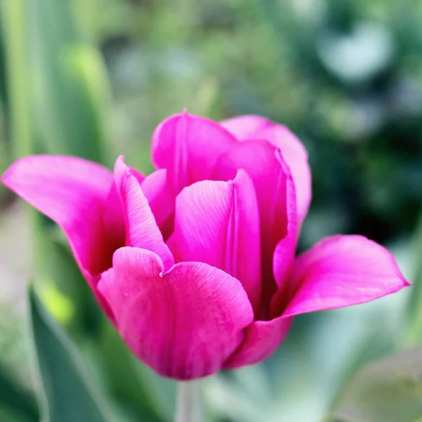 Rosa Flieder. Foto — Stockfoto