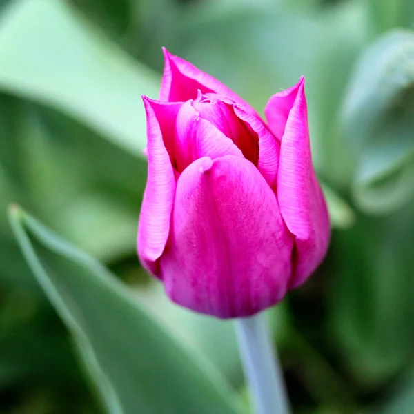 Rosa Flieder. Foto — Stockfoto