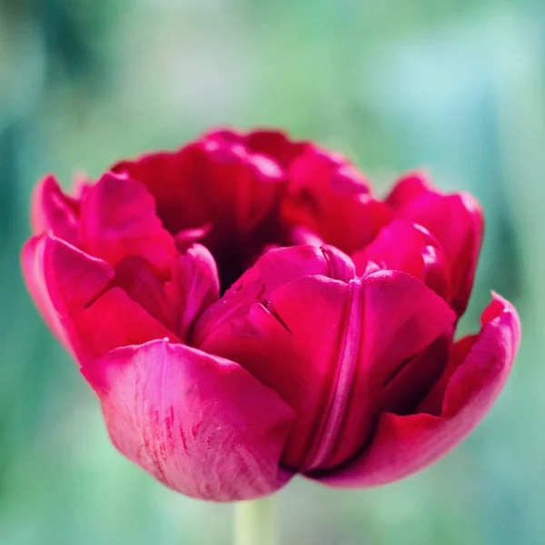Rote Tulpe. Foto — Stockfoto